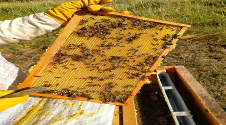 Spain: Angry Beekeeper Attacks Traffic Police with Thousands of Bees — 70-Year-Old Man Arrested